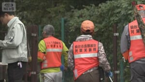 【速報】子グマを捕獲　周辺には親グマも　仙台・青葉区