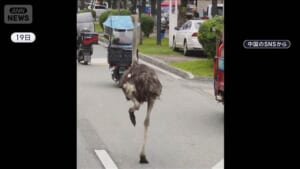 騒然！日曜の市街地を“謳歌”　おりの中からダチョウ街に脱走　中国