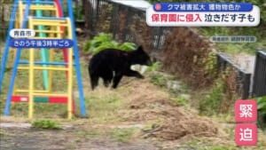 クマ被害拡大　保育園に侵入 泣きだす子も…　住宅地で5日間に3回も…緊迫の一部始終