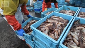 スルメイカが全国的に豊漁、北海道では自主休漁　函館は不満「まだ去年の6割」