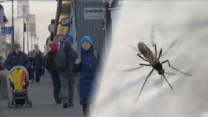 蚊がいないアイスランドで3匹発見　船舶で移動か　越冬するか春にも調査