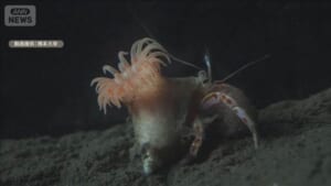 駿河湾沖で採集したイソギンチャクが新種と判明　ヤドカリの貝に付着、分泌物で補強