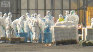 北海道の養鶏場で鳥インフルエンザ　46万羽殺処分　今シーズン国内初
