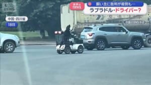 ラブラドル・ドライバー？　飼い主に批判が殺到も…