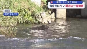 “冬眠しないクマ”街に定着？生活圏で被害増　官庁街にも…緊迫の一部始終