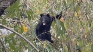 富山や秋田で緊急銃猟　市街地にクマ出没相次ぐ