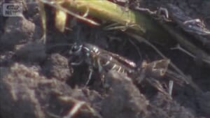 クロスズメバチに刺され児童ら22人搬送　専門家「秋になると攻撃的に」　東京・青梅市