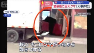 繁華街に巨大クマ「大事件だ」　近づく子ども…あわや