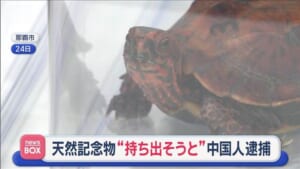 天然記念物“持ち出そうと”　日本からカメを…中国人逮捕