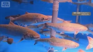 国内初 キングサーモンの完全養殖成功　2031年度以降の事業化を目指す　北海道函館市