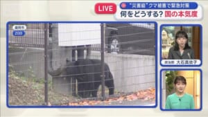 “災害級”クマ被害で緊急対策　何をどうする…国の本気度は？