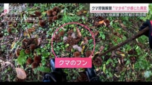 クマ狩猟解禁 “マタギ”が感じた異変 クマによる死者は過去最多12人