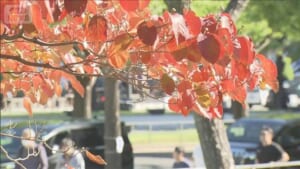 近畿で木枯らし1号発表　北日本、日本海側で荒天