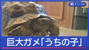 路上に“巨大ガメ”「それうちの子です」　探していた飼い主に遭遇！