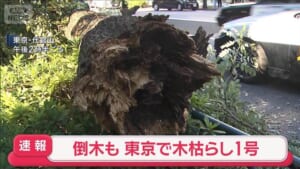 【速報】東京地方で木枯らし1号　代官山で街路樹が折れ車が下敷きに