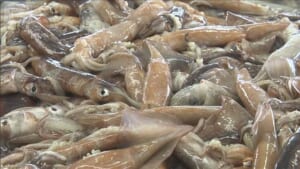 スルメイカ 漁獲量めぐり議論　小型船の“可能量”引き上げは