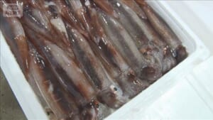 スルメイカ漁獲量引き上げで了承　超過の小型船は停止命令継続