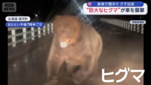 日本各地でクマ被害相次ぐ　駅構内や駐車場に出没　車に突進