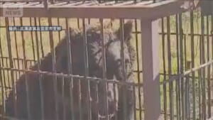 自民“クマ対策”緊急提言へ　箱わななど購入費を財政支援