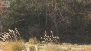 クマに襲われ男性けが　自宅近くを散歩中に　岩手・八幡平市