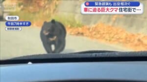 緊急銃猟も　出没相次ぐ　車に迫る巨大クマ　住宅街で…　