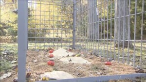 各地でクマ出没相次ぎ警戒　山形で緊急銃猟 近くには中学校