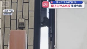 屋上にサル出没 捕獲作戦　空から“その姿”捉えた