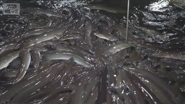 “ウナギ国際規制”来週から会議　反対の日本 各国に働きかけ