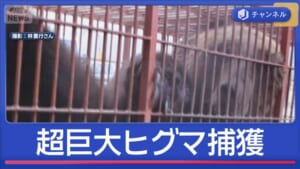 400kg級「とにかく太い」“過去1番”巨大ヒグマ捕獲