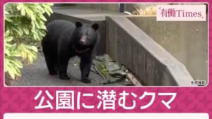 【独自】住宅地からわずか30m「公園」に潜むクマを3日連続ドローンで捉える