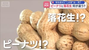 ピーナツと落花生　何が違う？　旬を迎えた“この豆”は…何？