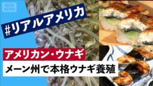 ウナギ取引規制「否決」　アメリカの漁師、養殖業者の思い　＃リアルアメリカ