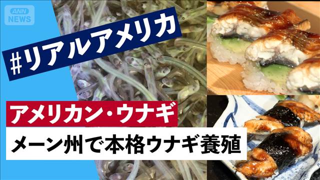 ウナギ取引規制「否決」　アメリカの漁師、養殖業者の思い　＃リアルアメリカ