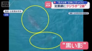 “巨大な影”正体に「びっくり」　定置網にクジラが2頭