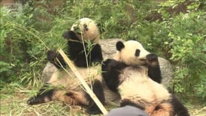 国内“最後のジャイアントパンダ”に？ 上野の2頭を来年1月、中国返還