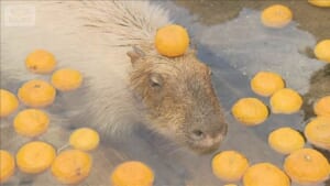 打たせ湯にうっとり…  冬至を前にカピバラが「ゆず湯」満喫