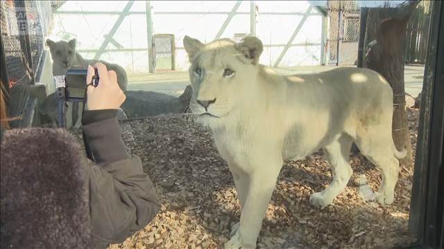 1歳のホワイトライオン3頭　一般公開はじまる　姫路セントラルパーク
