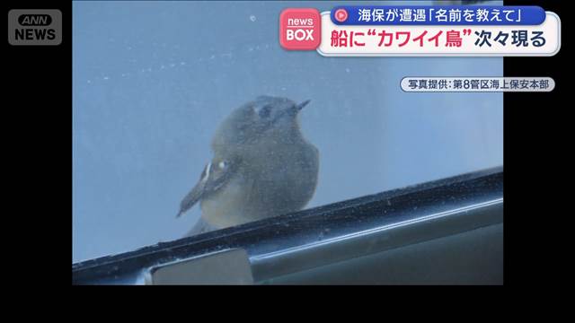 船に“カワイイ鳥”次々現る　海保が遭遇「名前を教えて」