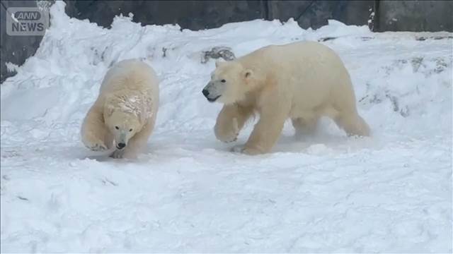 子どもホッキョクグマ　初めての雪に大喜び　取っ組み合いに滑り台　SNSで大人気