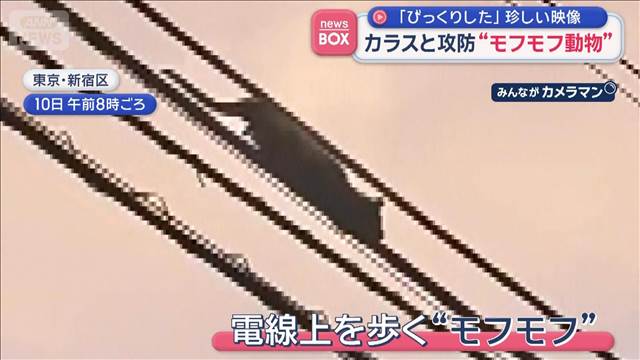 カラスと攻防“モフモフ動物”「びっくりした」珍しい映像