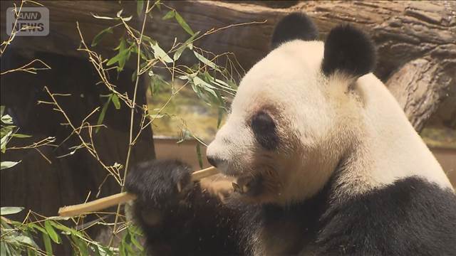 上野動物園の双子パンダ最終観覧日に長い行列 「いつか会いに行きたい」