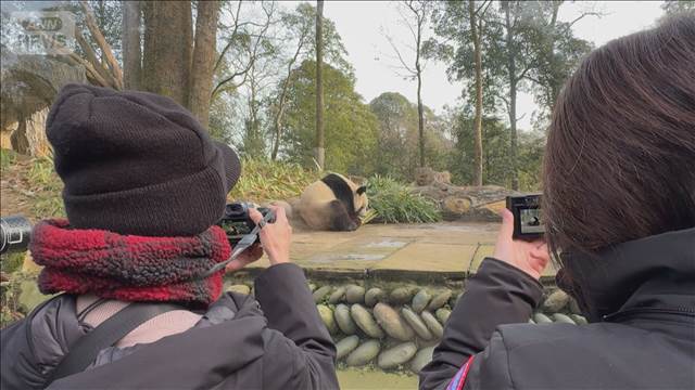 双子パンダが向かう“パンダ基地”に日本人ファン「お迎えしたい」　中国・四川省