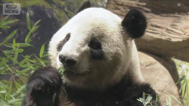 双子パンダ きょう中国へ「寂しいけど会いに行く」 東京・上野動物園
