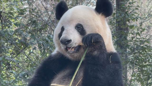 “ゼロパンダ”中国外務省「中国に見に来ることを歓迎する」