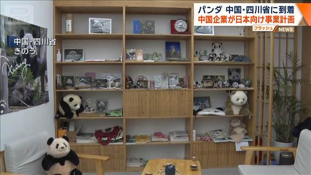 双子パンダが中国・四川省に到着　中国企業が日本向け事業計画