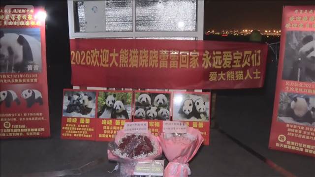 双子パンダのシャオシャオとレイレイ　中国・四川省のパンダ基地に到着