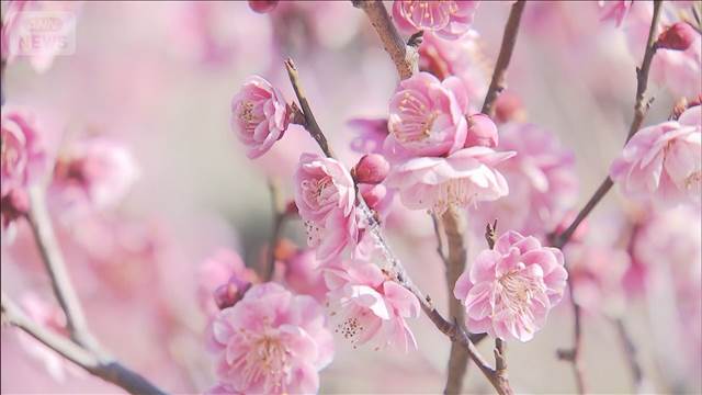 春目前！梅の花が見ごろ　園内に漂う甘い香り　山梨・甲府市