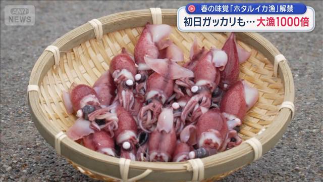 春の味覚「ホタルイカ漁」解禁　初日ガッカリも…大漁1000倍