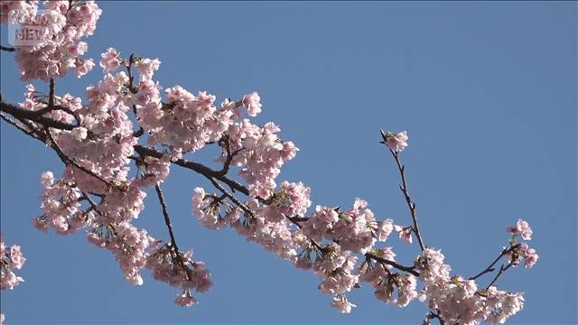 花見予算、大幅減少　節約志向が影響　「ソロ花見」は広がる