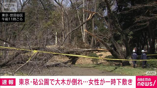 東京・砧公園で大木が倒れ…女性が一時下敷き